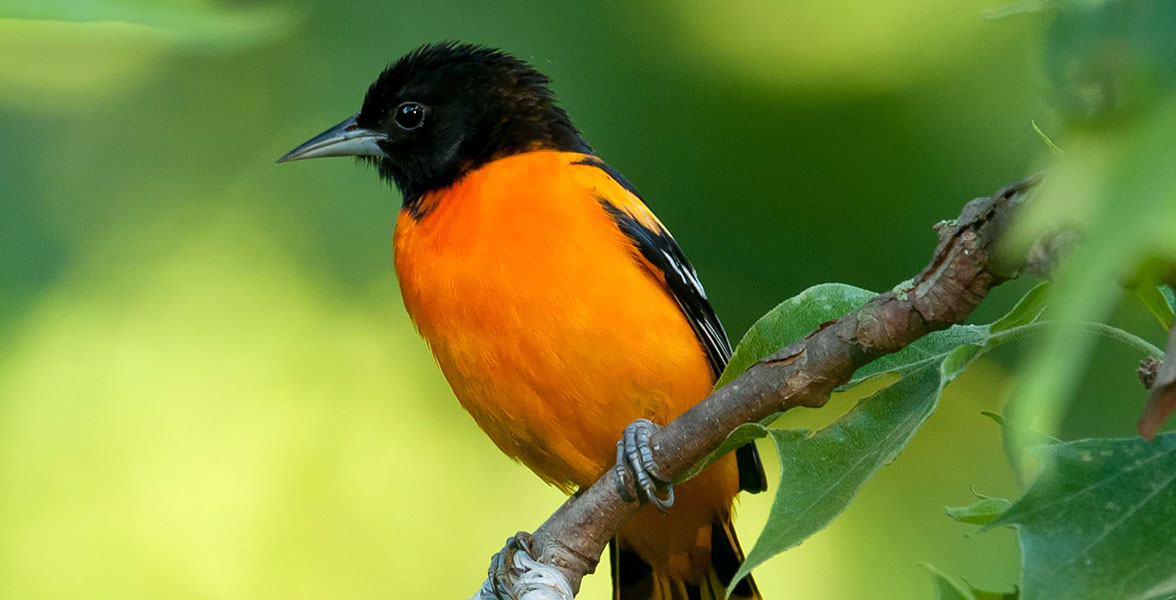Baltimore Oriole - Bird Watching Academy