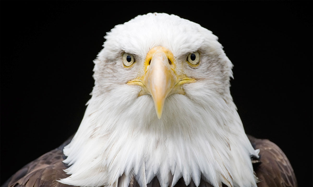 Audubon Gift Center | Bald Eagle