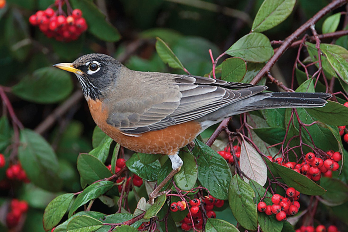 American Robin  Outdoor Alabama