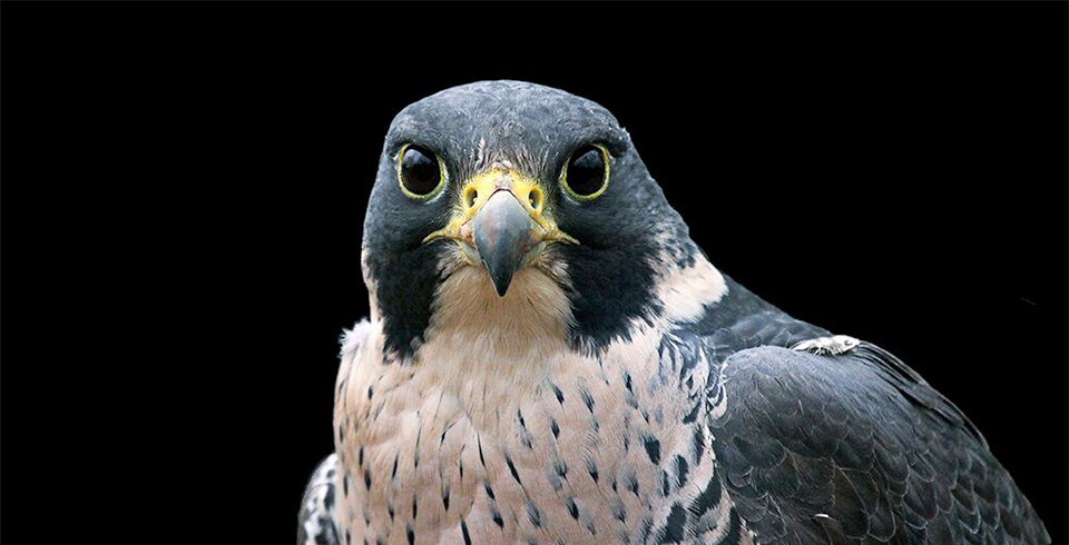 peregrine falcon plush