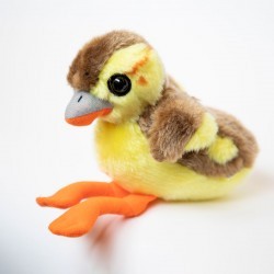  Mallard duckling
