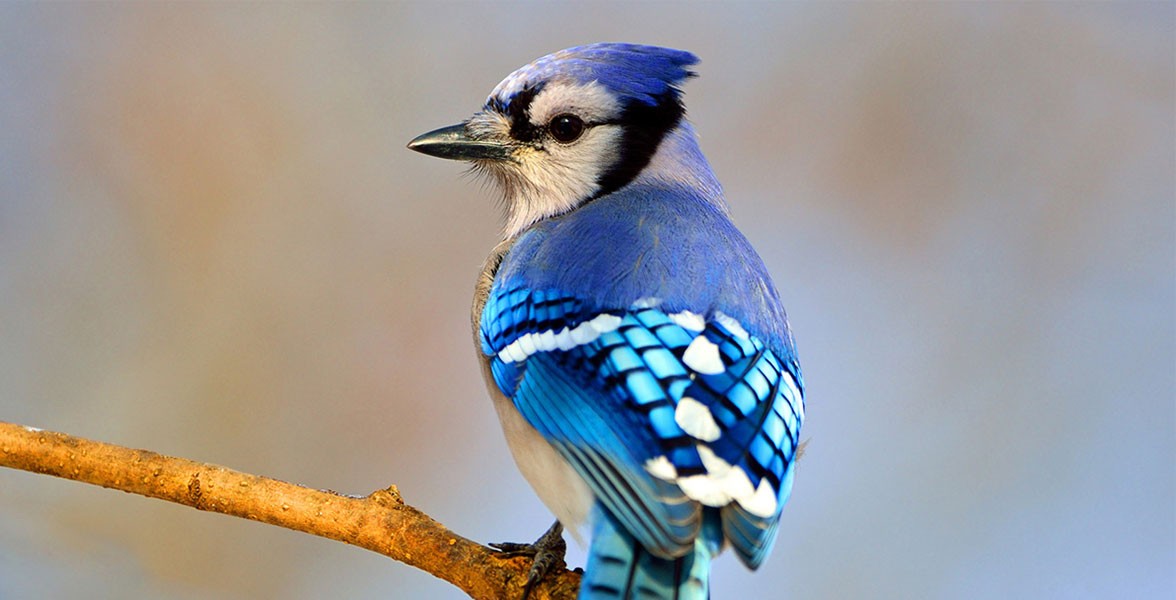 Audubon Gift Center Blue Jay Audubon Gift Center Blue Jay