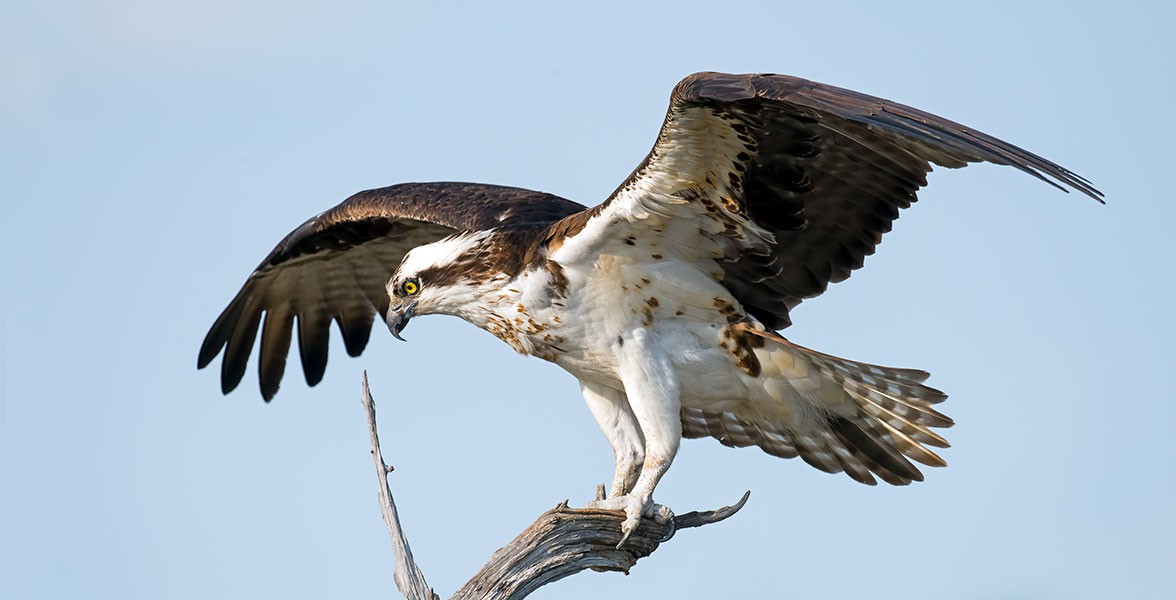 Audubon Gift Center | Osprey