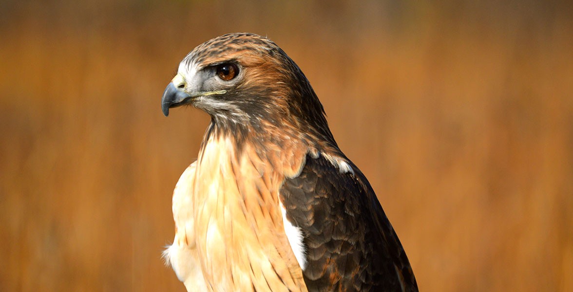 red tailed hawk plush